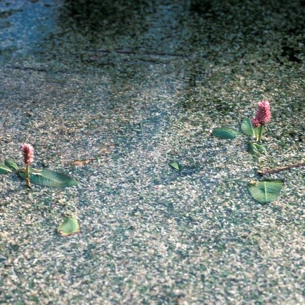 Persicaria amphibia ശീലം