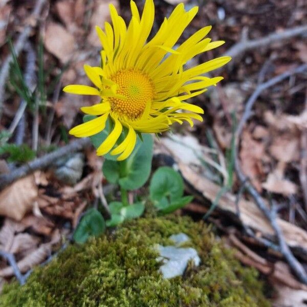 Doronicum columnae Цветок