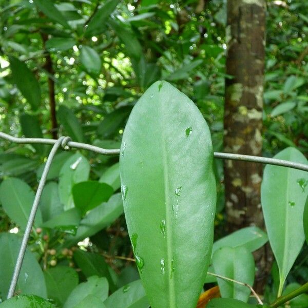 Ardisia elliptica Leaf