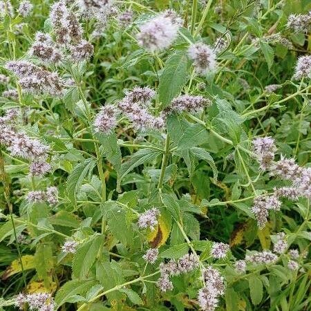 Mentha longifolia Цвят