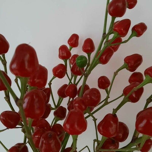 Capsicum frutescens Fruit