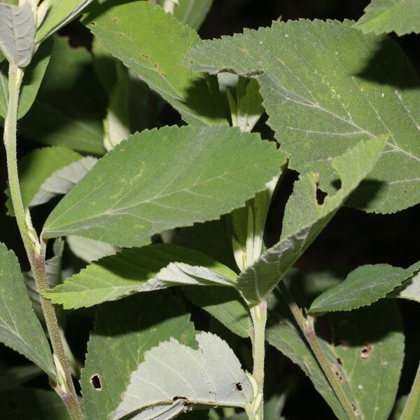 Sida rhombifolia Blatt