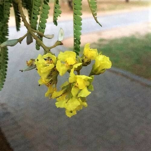 Peltophorum africanum Flower