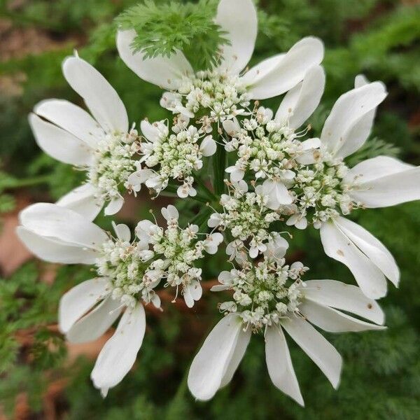 Orlaya grandiflora Cvet