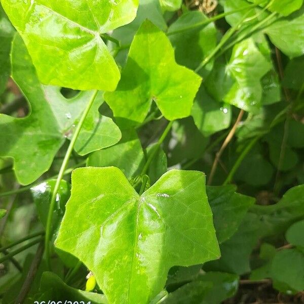 Coccinia grandis Leaf