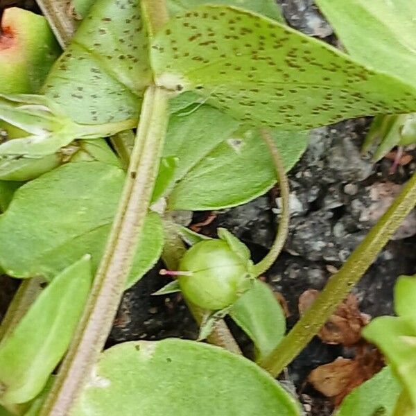 Lysimachia arvensis Fruit