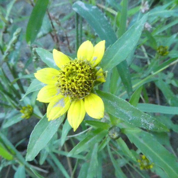 Bidens cernua Blomma