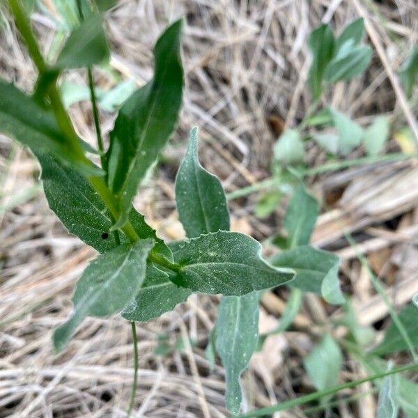 Lepidium draba 葉