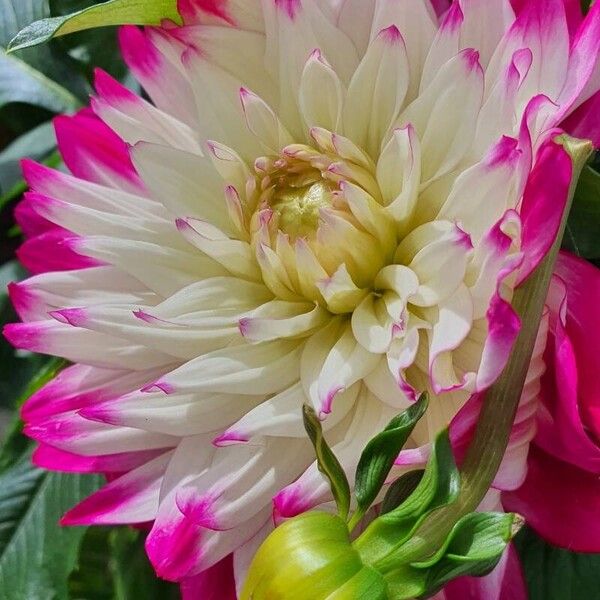 Dahlia pinnata 花