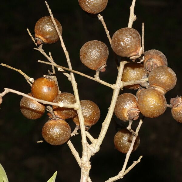 Sapindus saponaria Frucht