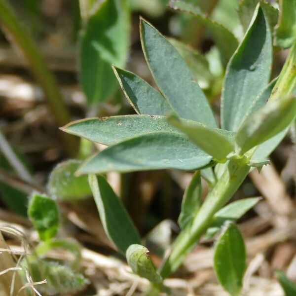 Lathyrus linifolius ᱥᱟᱠᱟᱢ