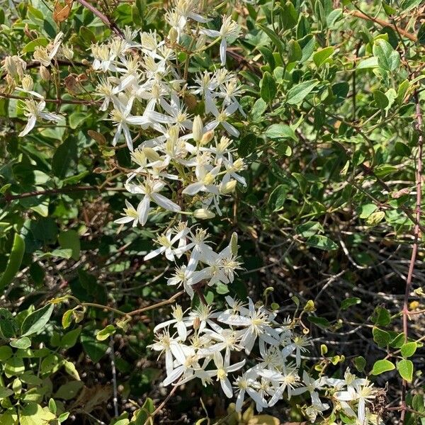 Clematis flammula Flor