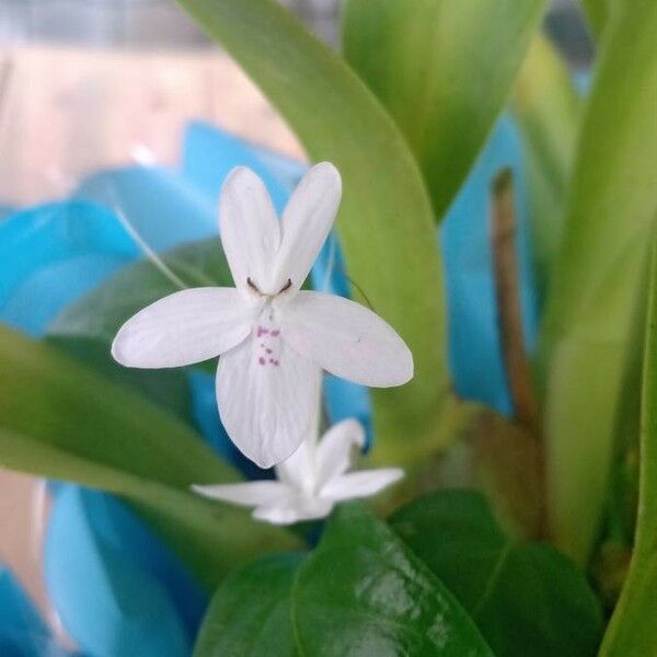 Pseuderanthemum variabile Fleur