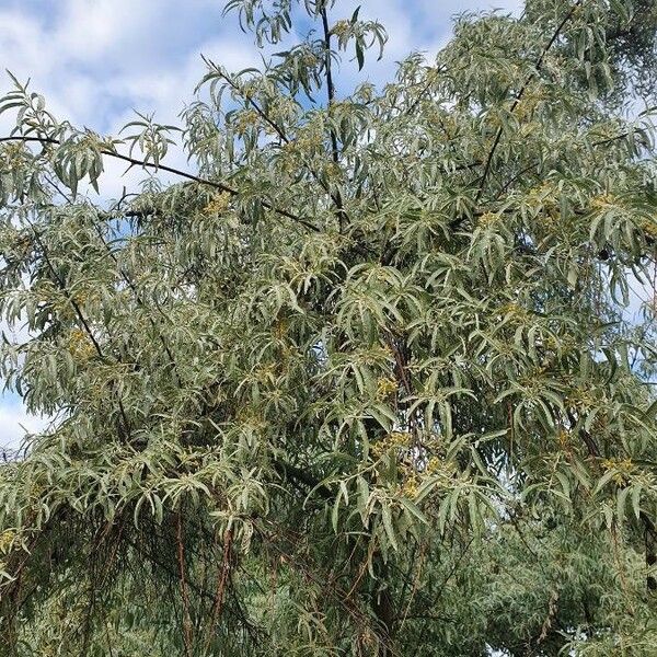 Elaeagnus angustifolia Hoja