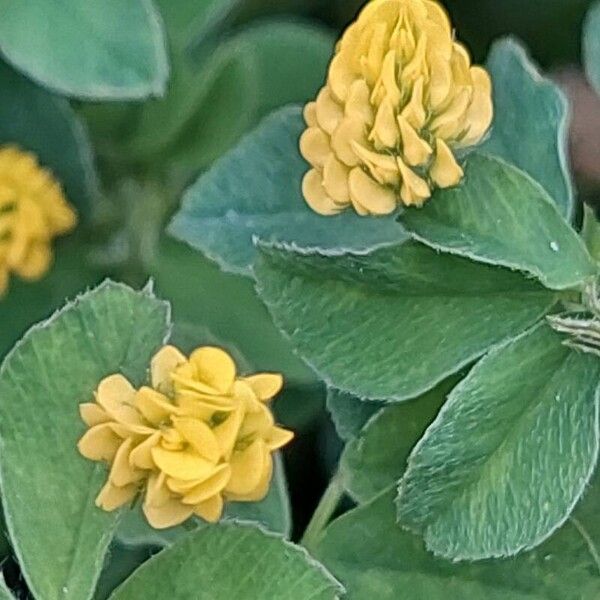 Medicago lupulina Flower