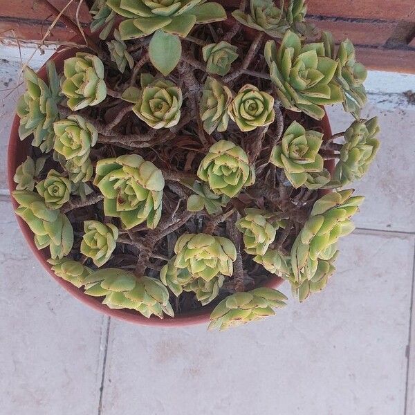 Aeonium haworthii 花