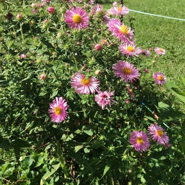 Symphyotrichum novae-angliae Žiedas