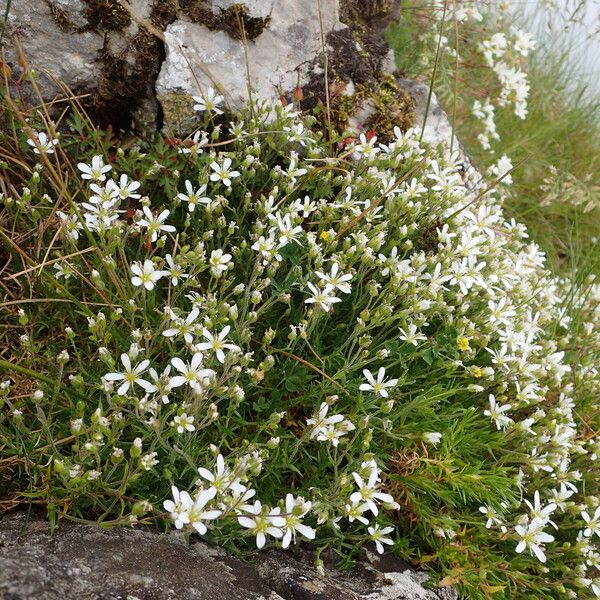 Arenaria grandiflora Buveinė