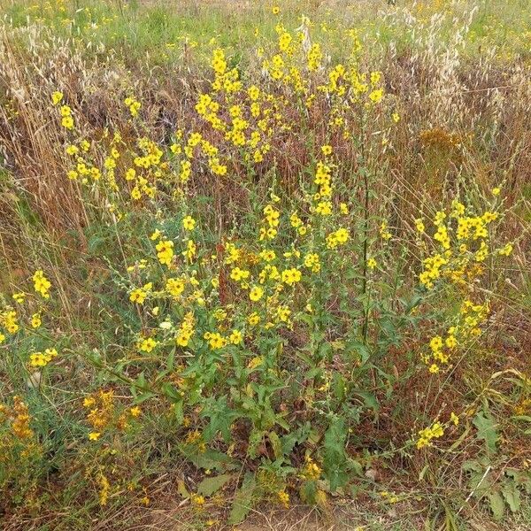 Verbascum sinuatum Квітка