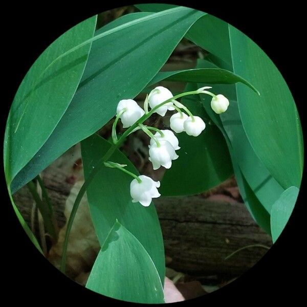 Convallaria majalis Blomma