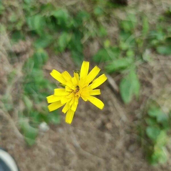 Hieracium murorum Flower