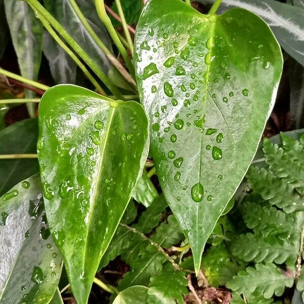 Anthurium andraeanum Leaf