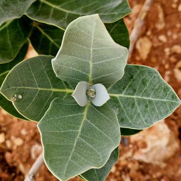 Calotropis procera ᱥᱟᱠᱟᱢ