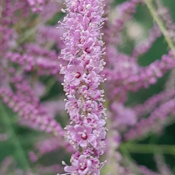 Tamarix ramosissima Flower