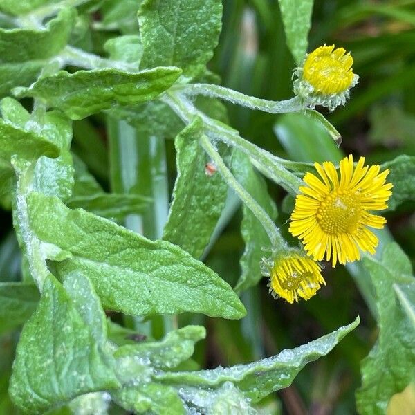 Pulicaria vulgaris Blomst