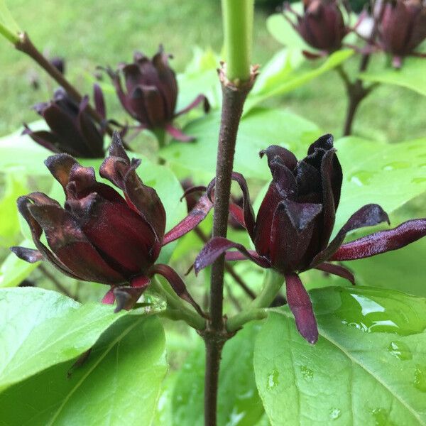 Calycanthus floridus Flors