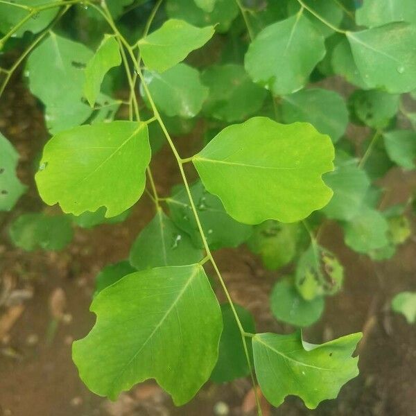 Dalbergia latifolia Blad