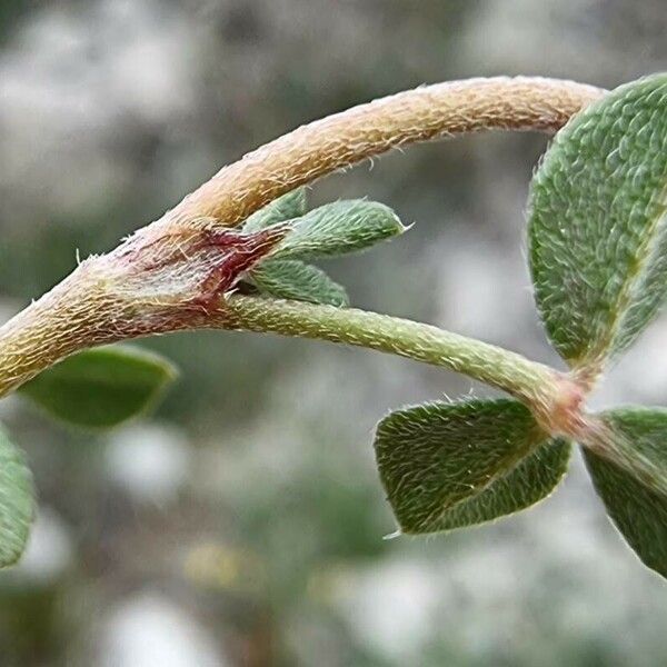 Trifolium scabrum Лист