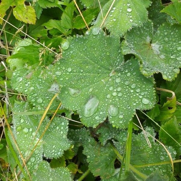 Alchemilla xanthochlora Lehti