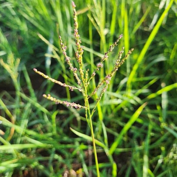 Digitaria velutina Цветок