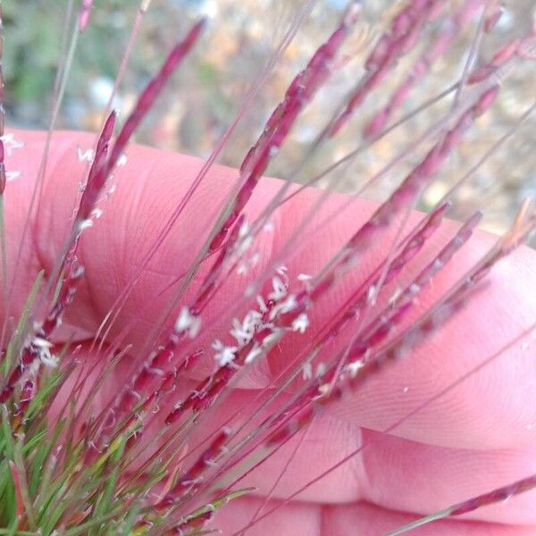 Mibora minima Flower