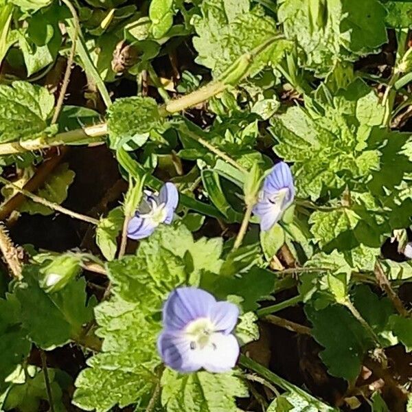 Veronica persica Leht