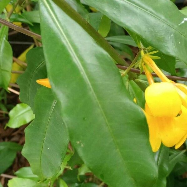 Allamanda cathartica Leaf