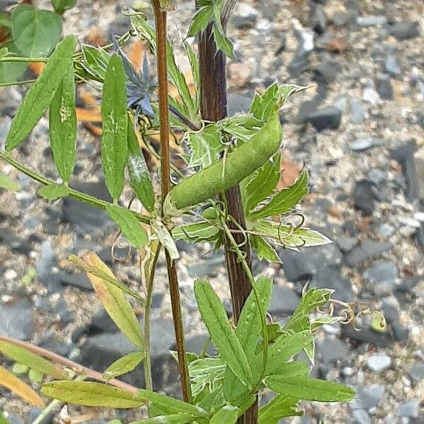 Vicia sativa Frukto