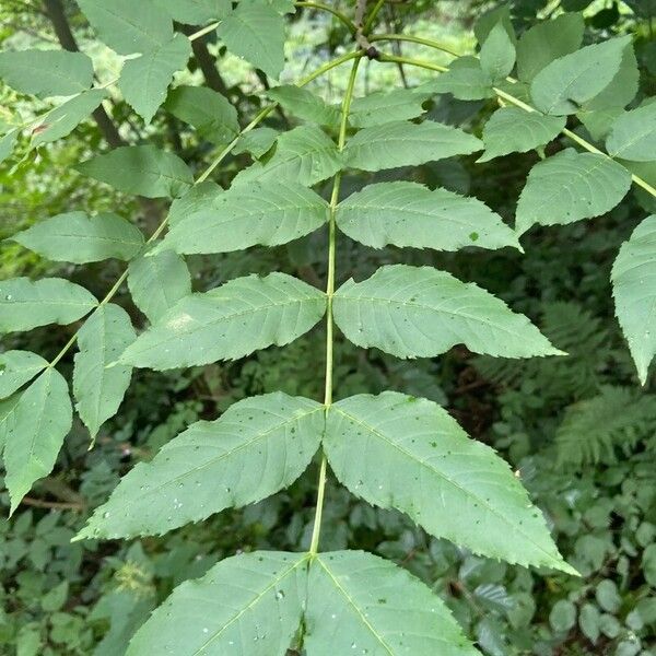 Fraxinus excelsior Folha