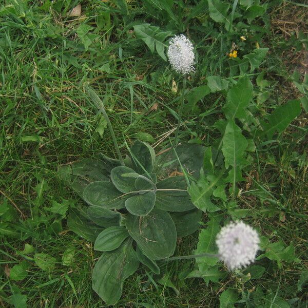 Plantago media Žiedas