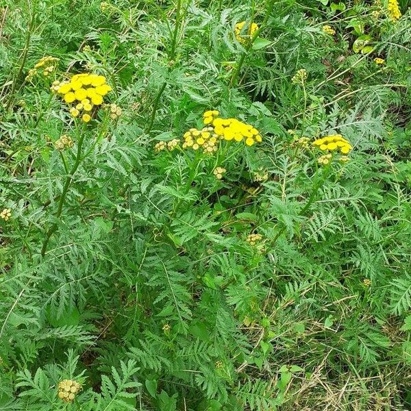 Tanacetum vulgare Žiedas