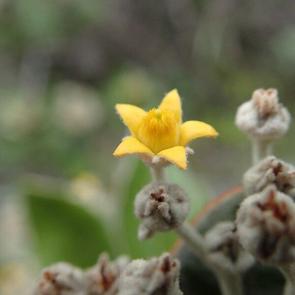 Argophyllum grunowii फूल