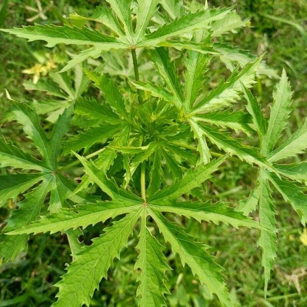 Hibiscus cannabinus Leaf