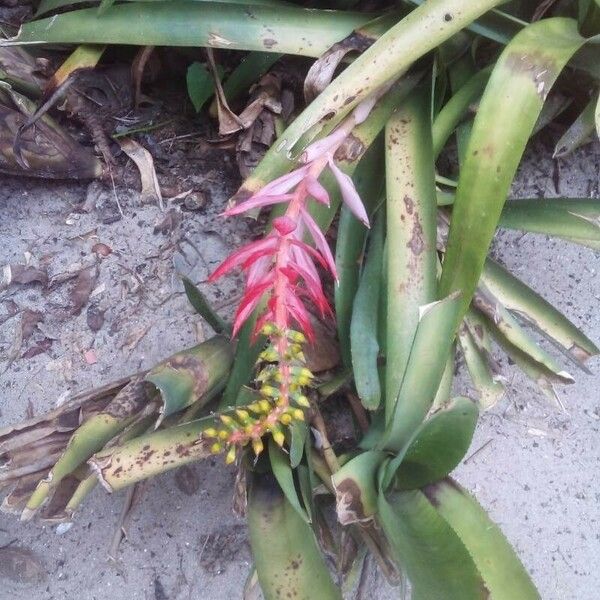 Aechmea nudicaulis Flower