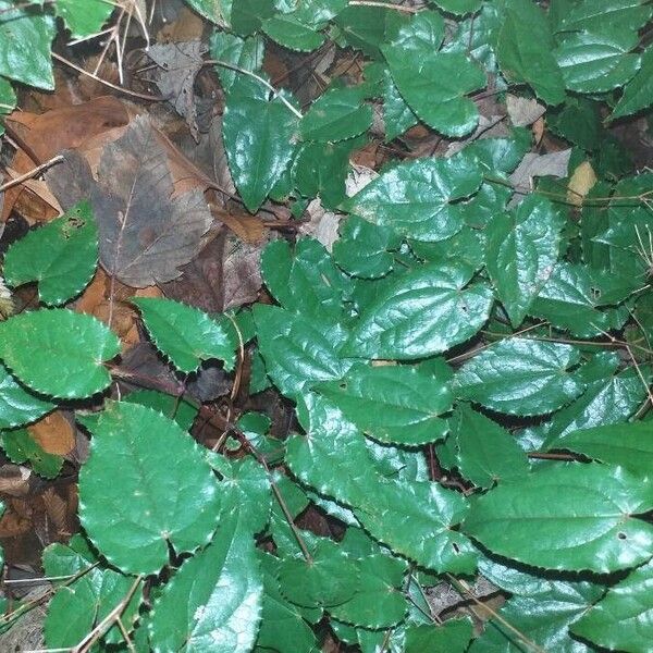 Epimedium rhizomatosum