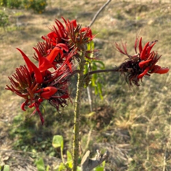 Erythrina variegata Blomst