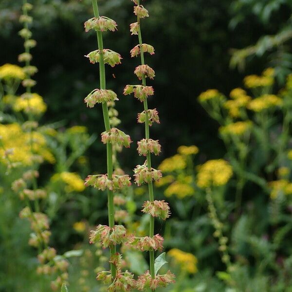 Rumex nepalensis Pokrój