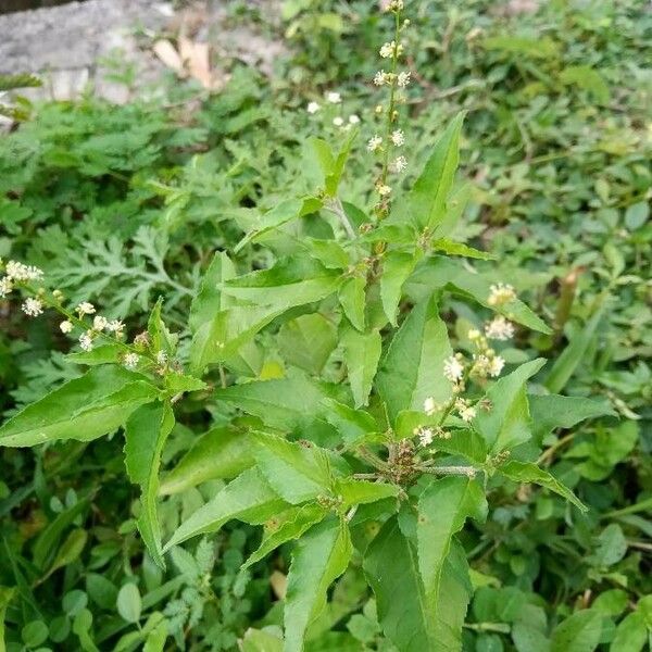 Croton bonplandianus Foglia