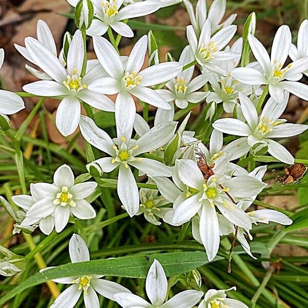 Ornithogalum divergens Cvet