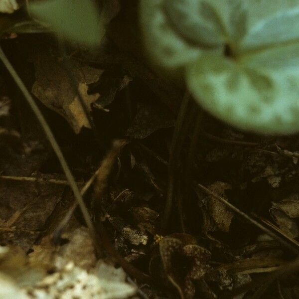 Asarum virginicum Elinympäristö